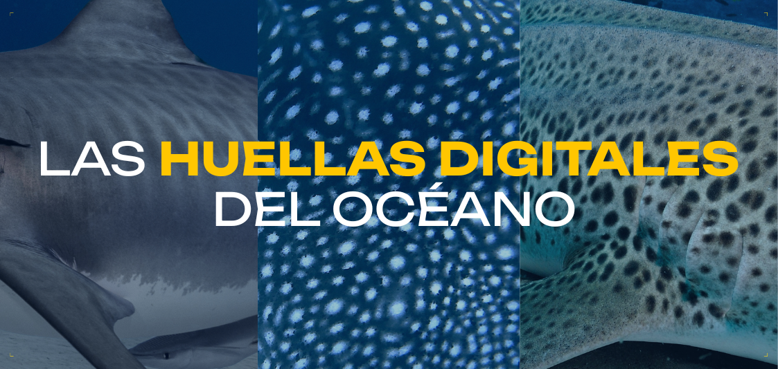 las huellas digitales del océano