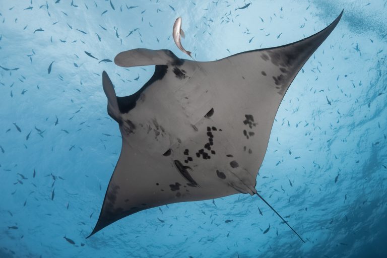 Manchas ventrales de una manta de arrecife