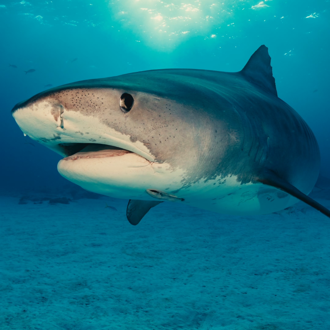Fuvahmulah: The Shark Island