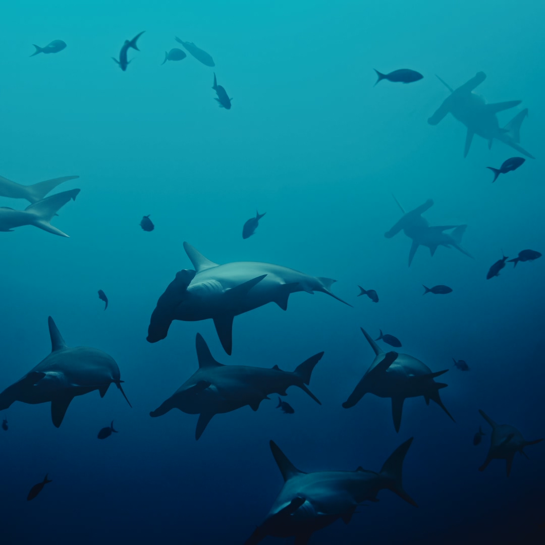 Galápagos
