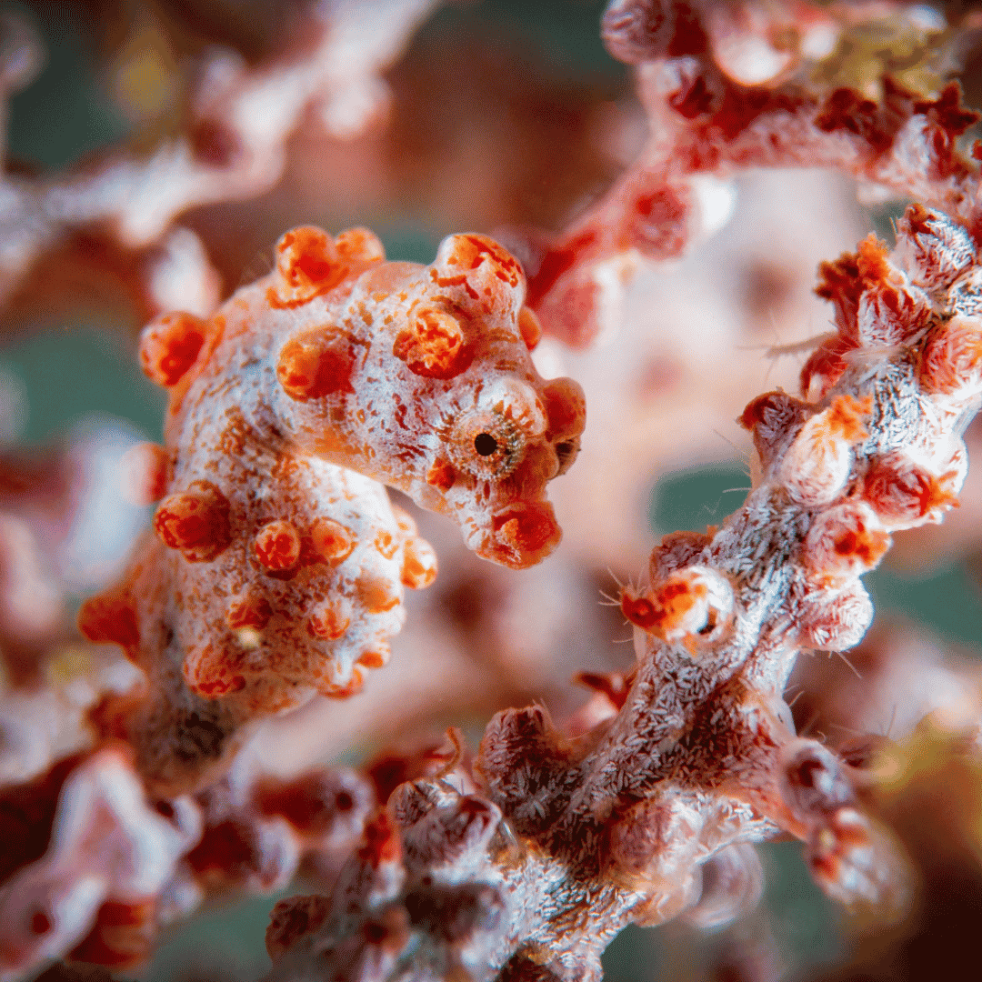 Raja Ampat: The Last Paradise