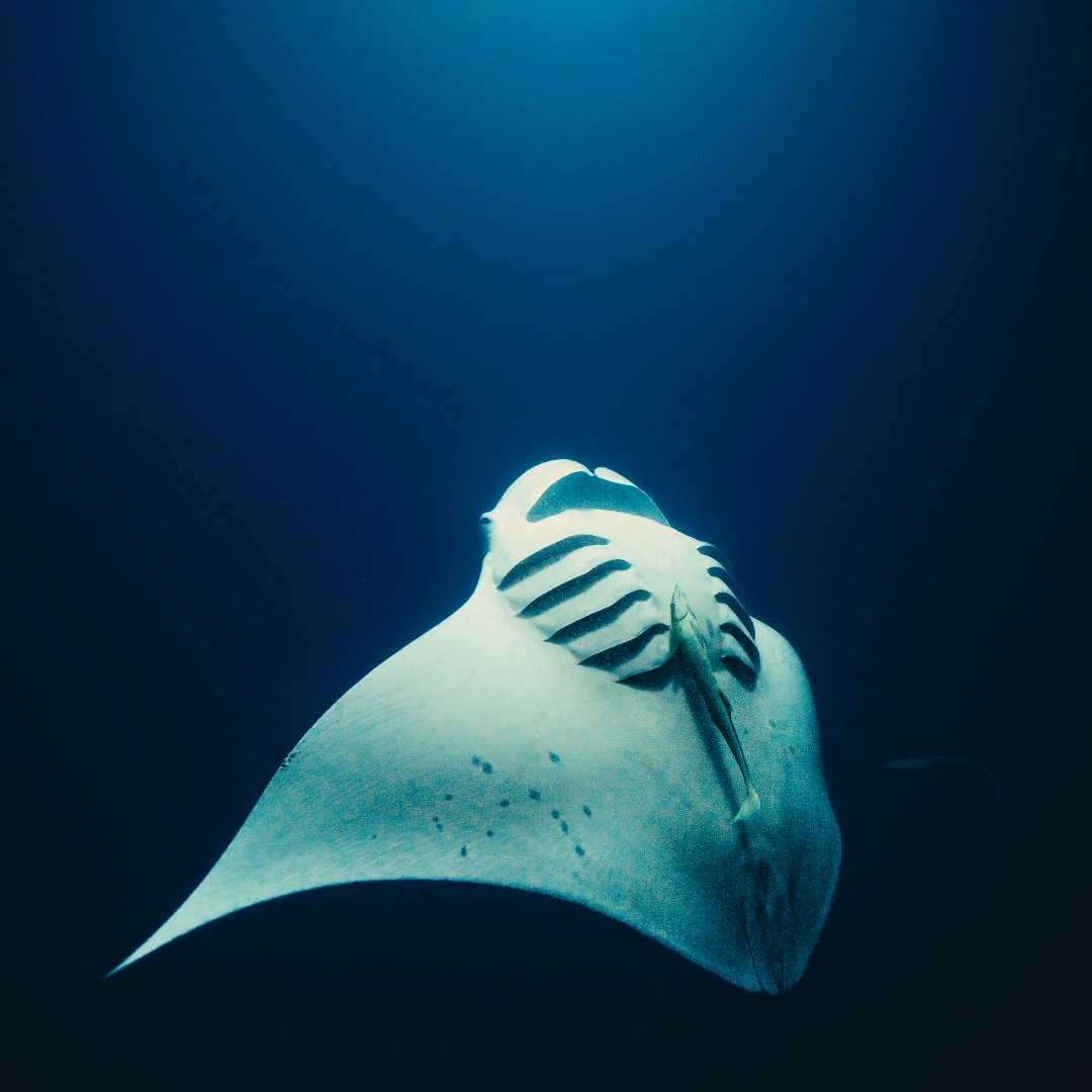 Sharks & Dreams