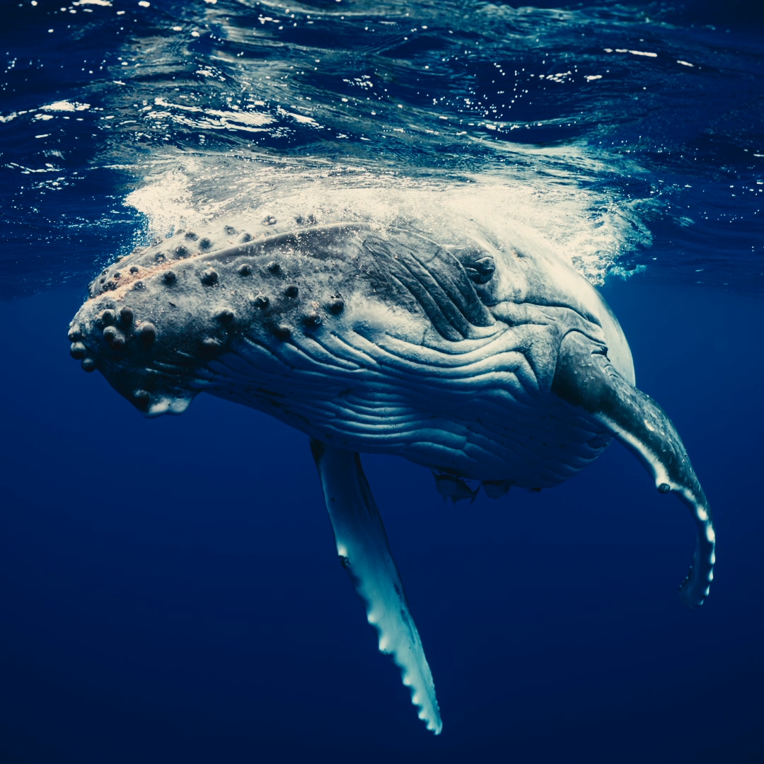 Tonga