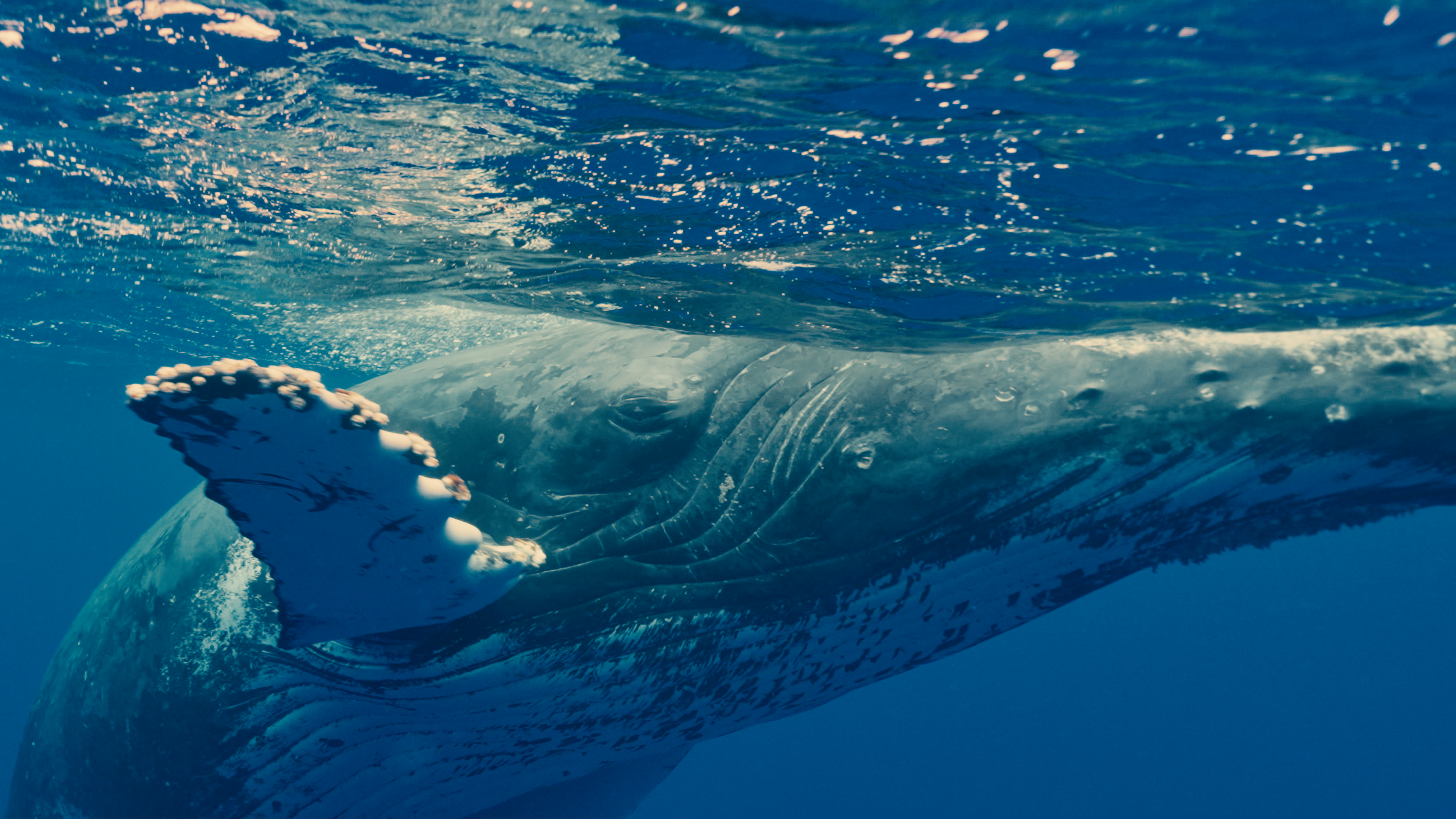 Tonga